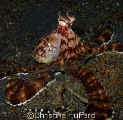Mimic octopus, mimicking an octopus by Christine Huffard 